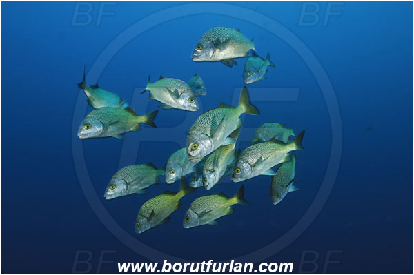 Socorro, Mexico, Pacific ocean, Anisotremus interruptus, Anisotremus, Haemulidae, Burito grunt, Grunt, Fish, Fish school