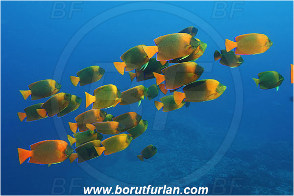 Socorro, Mexico, Pacific ocean, Holocanthus clarionensis, Holacanthus, Pomacanthidae, Clarion angelfish, Angelfish, Fish, Fish school