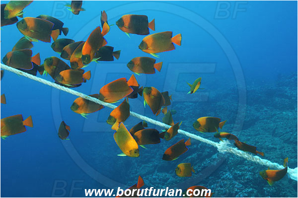 Socorro, Mexico, Pacific ocean, Holocanthus clarionensis, Holacanthus, Pomacanthidae, Clarion angelfish, Angelfish, Fish, Fish school, Rope