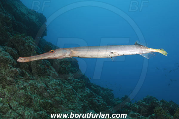 Socorro, Mexico, Pacific ocean, Aulostomus chinensis, Aulostomus, Aulostomidae, Chinese trumpetfish, Trumpetfish, Fish