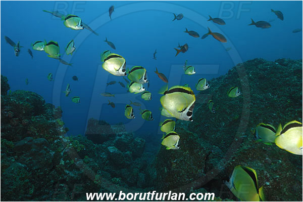 Socorro, Mexico, Pacific ocean, Johnrandallia nigrirostris, Johnrandallia, Chaetodontidae, Blacknosed butterflyfish, Butterflyfish, Fish, Fish school, Reef