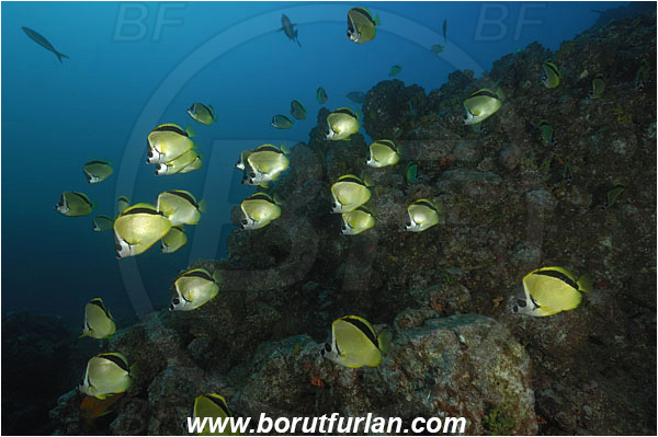 Socorro, Mexico, Pacific ocean, Johnrandallia nigrirostris, Johnrandallia, Chaetodontidae, Blacknosed butterflyfish, Butterflyfish, Fish, Fish school, Reef