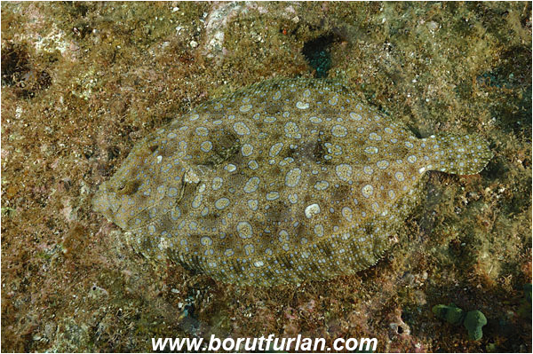 Socorro, Mexico, Pacific ocean, Bothus mancus, Bothus, Bothidae, Peacock flounder, Flowery flounder, Flounder, Fish