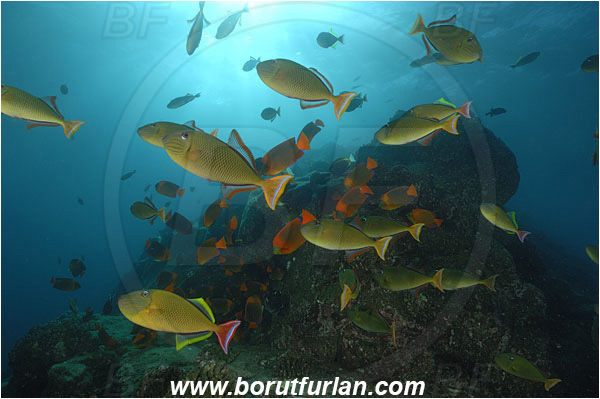 Socorro, Mexico, Pacific ocean, Xanthichthys mento, Xanthichthys, Balistidae, Crosshatch Triggerfish, Redtail triggerfish, Triggerfish, Fish, Fish school, Reef