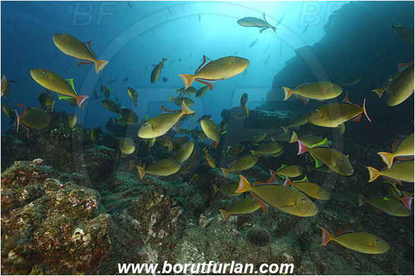 Socorro, Mexico, Pacific ocean, Xanthichthys mento, Xanthichthys, Balistidae, Crosshatch Triggerfish, Redtail triggerfish, Triggerfish, Fish, Fish school, Reef
