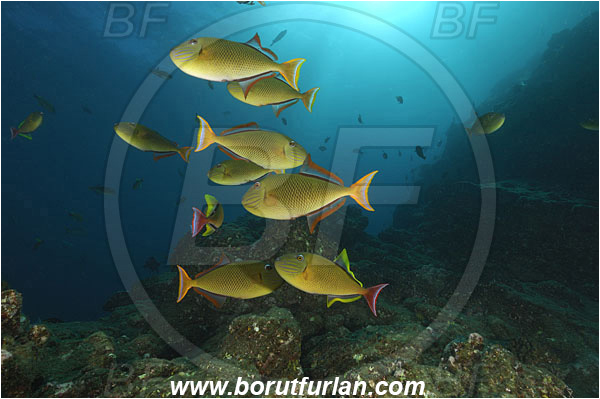 Socorro, Mexico, Pacific ocean, Xanthichthys mento, Xanthichthys, Balistidae, Crosshatch Triggerfish, Redtail triggerfish, Triggerfish, Fish, Fish school, Reef