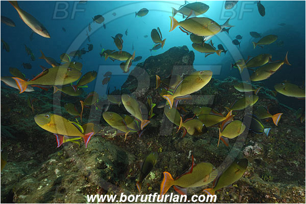 Socorro, Mexico, Pacific ocean, Xanthichthys mento, Xanthichthys, Balistidae, Crosshatch Triggerfish, Redtail triggerfish, Triggerfish, Fish, Fish school, Reef