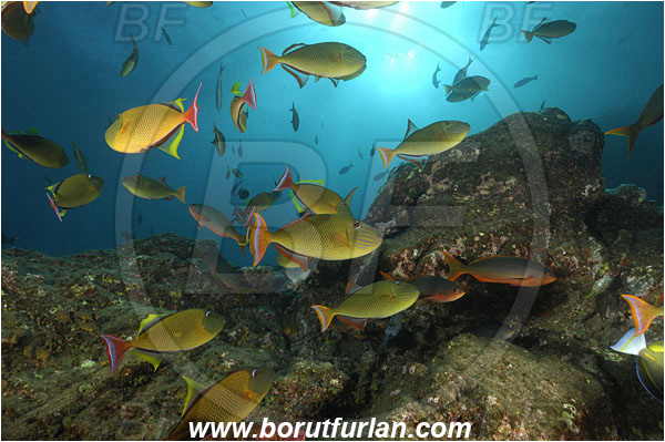 Socorro, Mexico, Pacific ocean, Xanthichthys mento, Xanthichthys, Balistidae, Crosshatch Triggerfish, Redtail triggerfish, Triggerfish, Fish, Fish school, Reef