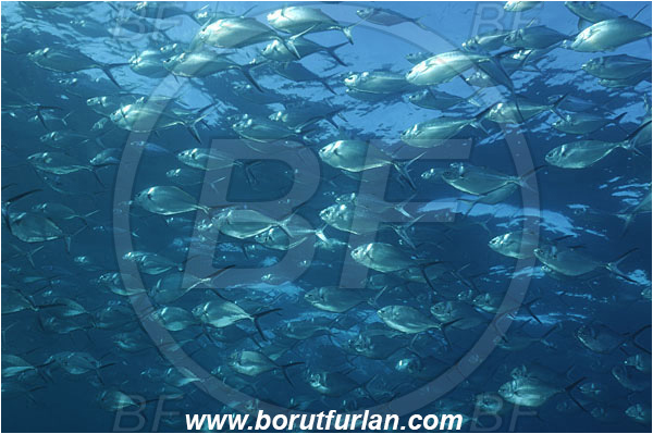 Socorro, Mexico, Pacific ocean, Trachinotus stilbe, Trachinotus, Carangidae, Steel Pompano, Pompano, Fish, Fish school
