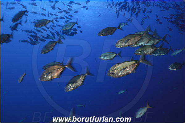 Roca Partida, Socorro, Mexico, Pacific ocean, Uraspis secunda, Uraspis, Carangidae, Cottonmouth Trevally, Cottonmouth Jack, Trevally, Jack, Fish, Fish school