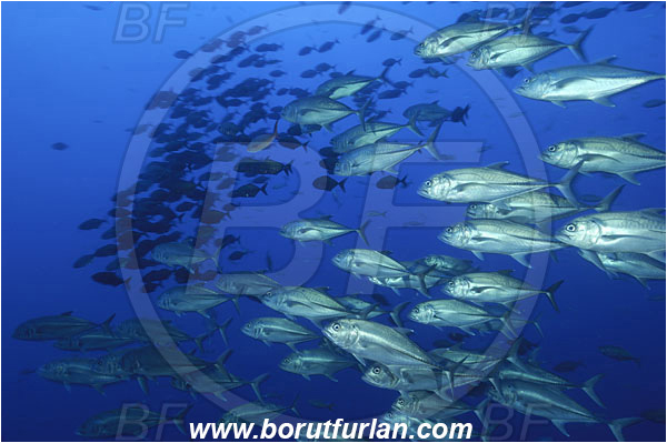 Roca Partida, Socorro, Mexico, Pacific ocean, Caranx sexfasciatus, Caranx, Carangidae, Bigeye trevally, Trevally, Fish, Fish school