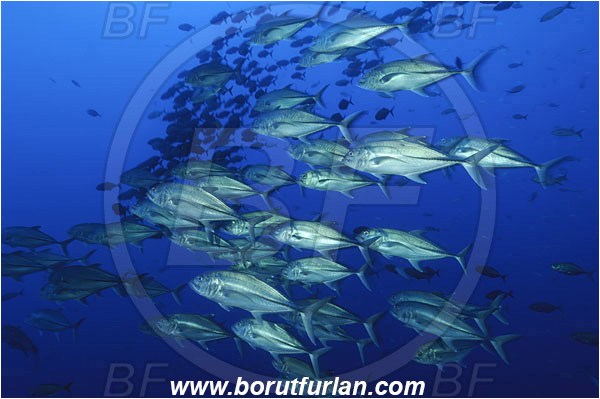 Roca Partida, Socorro, Mexico, Pacific ocean, Caranx sexfasciatus, Caranx, Carangidae, Bigeye trevally, Trevally, Fish, Fish school