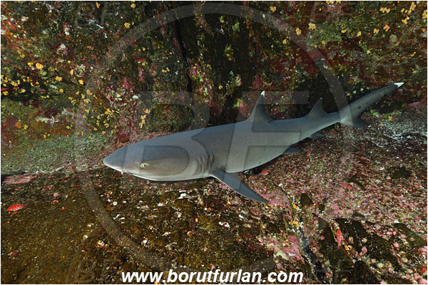 Roca Partida, Socorro, Mexico, Pacific ocean, Triaenodon obesus, Triaenodon, Carcharhinidae, Elasmobranchii, Whitetip reef shark, Shark, Fish