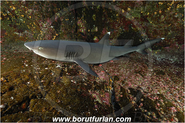 Roca Partida, Socorro, Mexico, Pacific ocean, Triaenodon obesus, Triaenodon, Carcharhinidae, Elasmobranchii, Whitetip reef shark, Shark, Fish