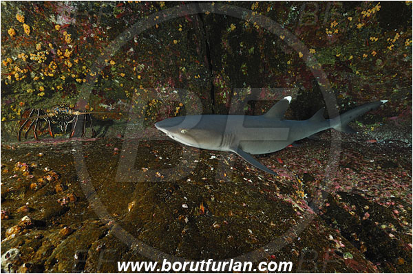 Roca Partida, Socorro, Mexico, Pacific ocean, Triaenodon obesus, Triaenodon, Carcharhinidae, Elasmobranchii, Whitetip reef shark, Shark, Fish, Panulirus penicillatus, Panulirus, Palinuridae, Decapoda, Crustacea, Crustacean, Pronghorn spiny lobster, Spiny lobster, Lobster