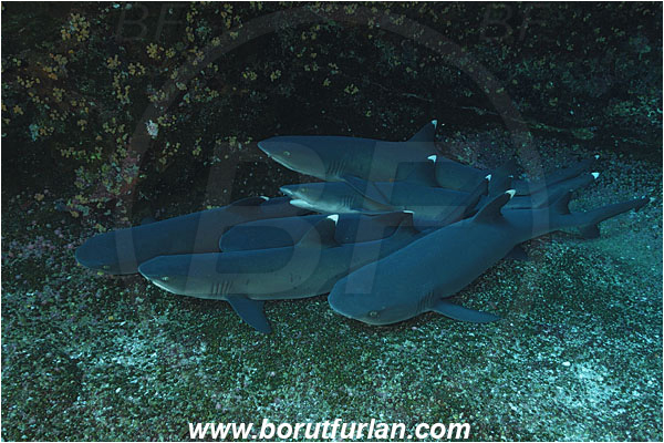 Roca Partida, Socorro, Mexico, Pacific ocean, Triaenodon obesus, Triaenodon, Carcharhinidae, Elasmobranchii, Whitetip reef shark, Shark, Fish