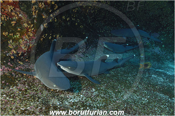 Roca Partida, Socorro, Mexico, Pacific ocean, Triaenodon obesus, Triaenodon, Carcharhinidae, Elasmobranchii, Whitetip reef shark, Shark, Fish