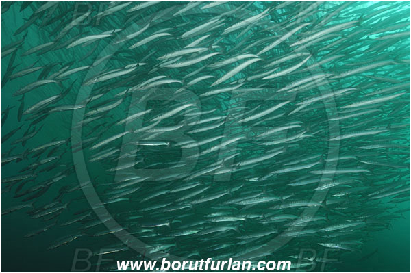 Cabo San Lucas, Baja California, Mexico, Pacific ocean, Sphyraena idiastes, Sphyraena, Sphyraenidae, Pelican barracuda, Barracuda, Fish, Fish school