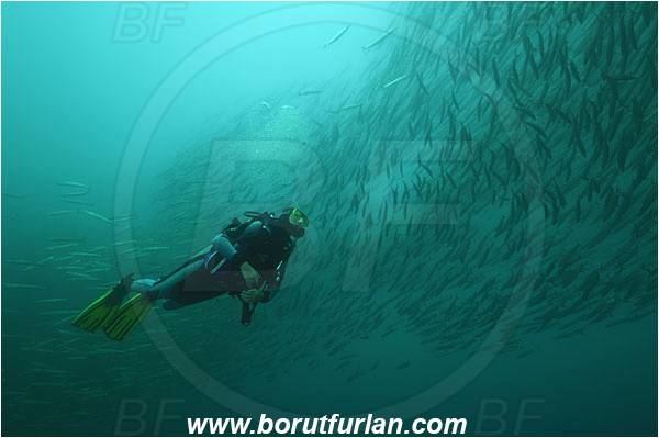 Cabo San Lucas, Baja California, Mexico, Pacific ocean, Sphyraena idiastes, Sphyraena, Sphyraenidae, Pelican barracuda, Barracuda, Fish, Fish school, Diver