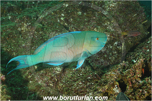 Cabo San Lucas, Baja California, Mexico, Pacific ocean, Scarus rubroviolaceus, Scarus, Scaridae, Redlip Parrotfish, Ember parrotfish, Parrotfish, Fish