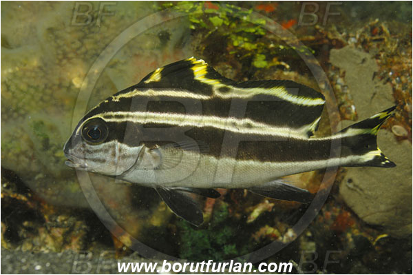 Lembeh strait, Sulawesi, Indonesia, Diagramma pictum, Diagramma, Haemulidae, Painted sweetlips, Sweetlips, Fish, Juvenile