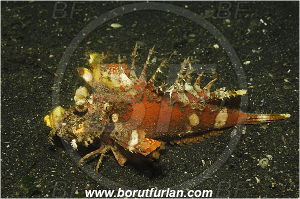 Lembeh strait, Sulawesi, Indonesia, Inimicus sp., Inimicus, Synanceiidae, Filament-finned stinger, Devil Stinger, Scorpionfish, Fish