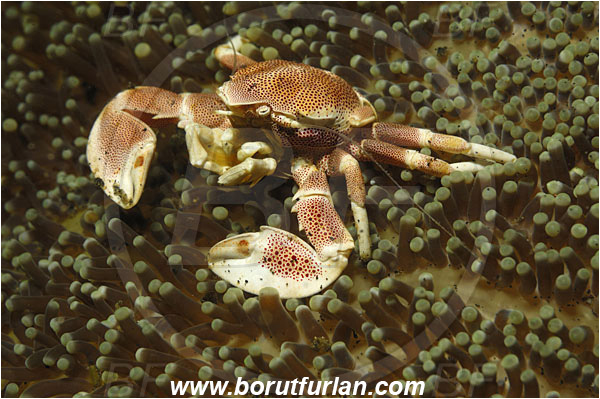 Lembeh strait, Sulawesi, Indonesia, Neopetrolisthes maculatus, Neopetrolisthes, Porcellanidae, Decapoda, Porcelain Crab, Crab, Crustacea, Crustacean