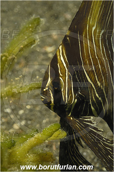 Lembeh strait, Sulawesi, Indonesia, Platax batavianus, Platax, Ephippidae, Humpback batfish, Batfish, Fish, Juvenile, Portrait