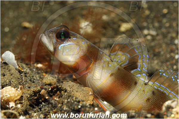 Lembeh strait, Sulawesi, Indonesia, Amblyeleotris arcupinna, Amblyeleotris, Gobiidae, Prawn goby, Goby, Fish
