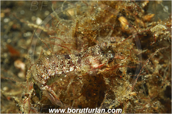 Lembeh strait, Sulawesi, Indonesia, Gonodactylellus affinis, Gonodactylellus, Gonodactylidae, Crustacea, Crustacean, Stomatopoda, Stomatopod, Mantis Shrimp