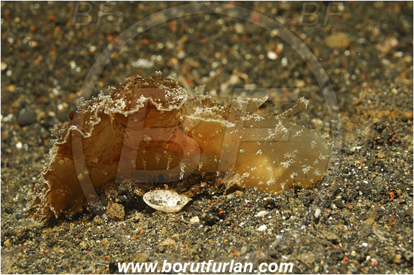 Lembeh strait, Sulawesi, Indonesia, Melibe viridis, Melibe, Tethydidae, Nudibranch, Sea slug, Gastropoda, Mollusca, Mollusc