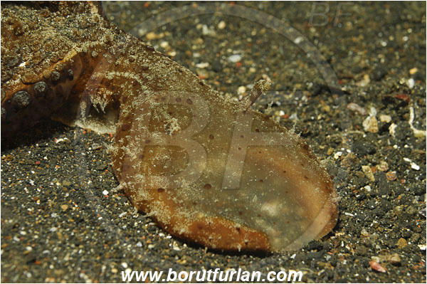 Lembeh strait, Sulawesi, Indonesia, Melibe viridis, Melibe, Tethydidae, Nudibranch, Sea slug, Gastropoda, Mollusca, Mollusc, Feeding