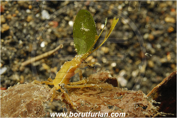 Lembeh strait, Sulawesi, Indonesia, Decapoda, Decorater Crab, Crab, Crustacea, Crustacean, Unidentified