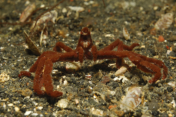 Lembeh strait, Sulawesi, Indonesia, Achaeus sp., Achaeus, Inachidae, Decapoda, Crustacea, Crustacean, Hairless Orang-utan crab, Crab