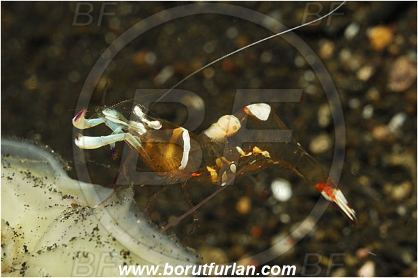 Lembeh strait, Sulawesi, Indonesia, Ancylomenes magnificus, Ancylomenes, Palaemonidae, Decapoda, Crustacea, Crustacean, Magnificent Anemone Shrimp, Cleaner Shrimp, Shrimp