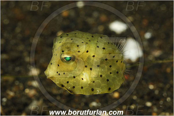 Lembeh strait, Sulawesi, Indonesia, Ostracion cubicus, Ostracion, Ostraciidae, Yellow Boxfish, Boxfish, Juvenile, Fish