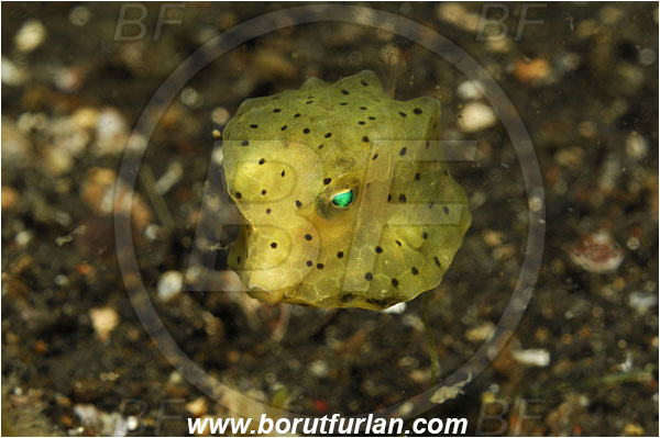 Lembeh strait, Sulawesi, Indonesia, Ostracion cubicus, Ostracion, Ostraciidae, Yellow Boxfish, Boxfish, Juvenile, Fish
