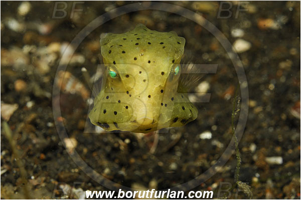 Lembeh strait, Sulawesi, Indonesia, Ostracion cubicus, Ostracion, Ostraciidae, Yellow Boxfish, Boxfish, Juvenile, Fish