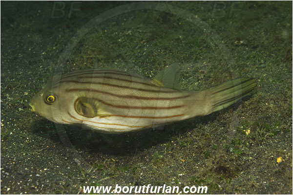 Lembeh strait, Sulawesi, Indonesia, Arothron manilensis, Arothron, Tetraodontidae, Narrow-lined puffer, Puffer, Fish