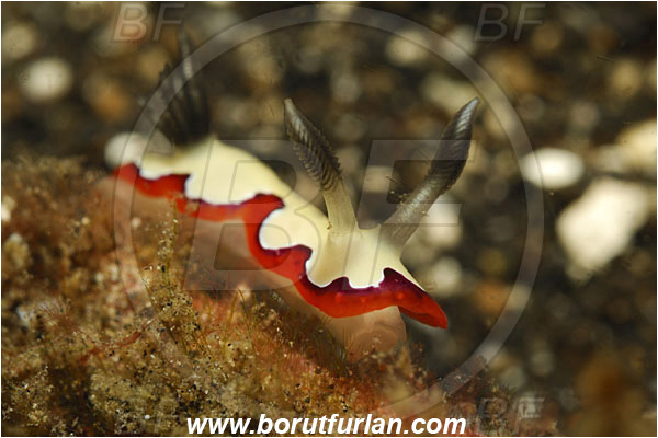 Lembeh strait, Sulawesi, Indonesia, Goniobranchus fidelis, Goniobranchus, Chromodorididae, Gastropoda, Mollusca, Mollusc, Faithful sea slug, Sea slug, Reliable nudibranch, Nudibranch