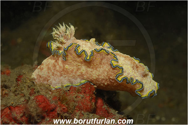 Lembeh strait, Sulawesi, Indonesia, Glossodoris cincta, Glossodoris, Chromodorididae, Gastropoda, Mollusca, Mollusc, Girdled Glossodoris, Sea slug, Nudibranch