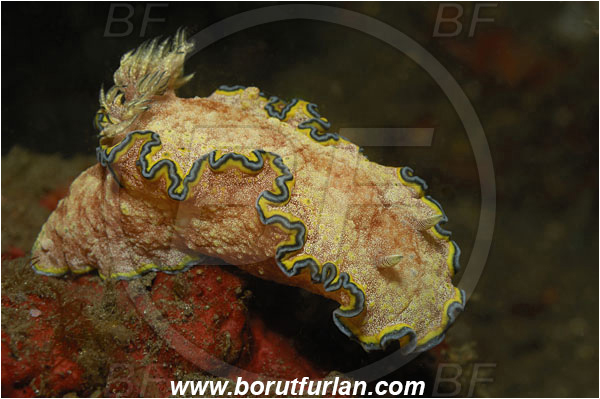 Lembeh strait, Sulawesi, Indonesia, Glossodoris cincta, Glossodoris, Chromodorididae, Gastropoda, Mollusca, Mollusc, Girdled Glossodoris, Sea slug, Nudibranch