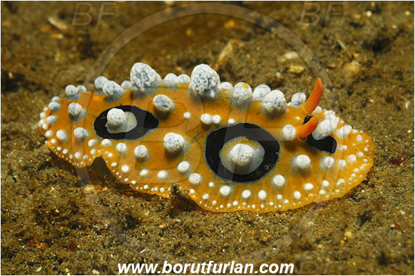 Lembeh strait, Sulawesi, Indonesia, Phyllidia ocellata, Phyllidia, Phyllidiidae, Ocellated Phyllidia, Nudibranch, Sea slug, Gastropoda, Mollusca, Mollusc