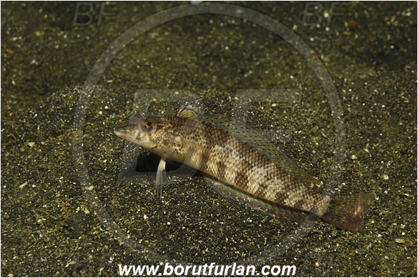 Lembeh strait, Sulawesi, Indonesia, Parapercis snyderi, Parapercis, Pinguipedidae, U-mark sandperch, Sandperch, Fish