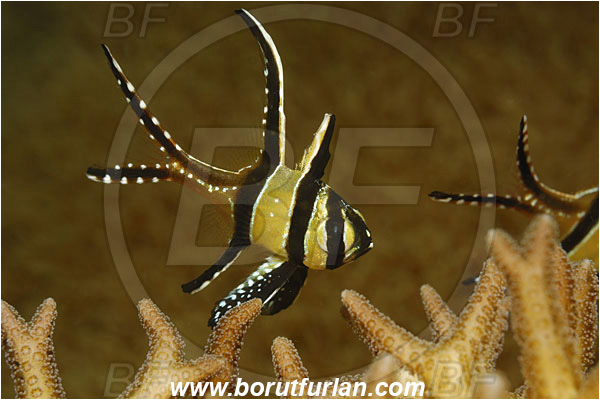 Lembeh strait, Sulawesi, Indonesia, Pterapogon kauderni, Pterapogon, Apogonidae, Banggai cardinalfish, Cardinalfish, Fish