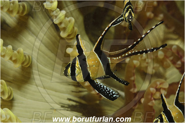Lembeh strait, Sulawesi, Indonesia, Pterapogon kauderni, Pterapogon, Apogonidae, Banggai cardinalfish, Cardinalfish, Fish
