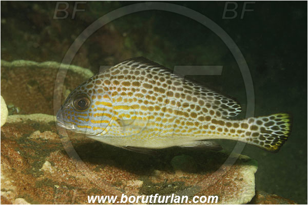 Lembeh strait, Sulawesi, Indonesia, Diagramma pictum, Diagramma, Haemulidae, Painted sweetlips, Sweetlips, Fish, Juvenile