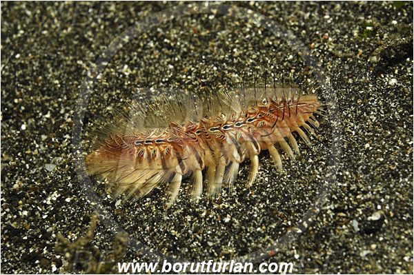 Lembeh strait, Sulawesi, Indonesia, Chloeia flava, Chloeia, Amphinomidae, Polychaeta, Golden fireworm, Bristle worm, Worm