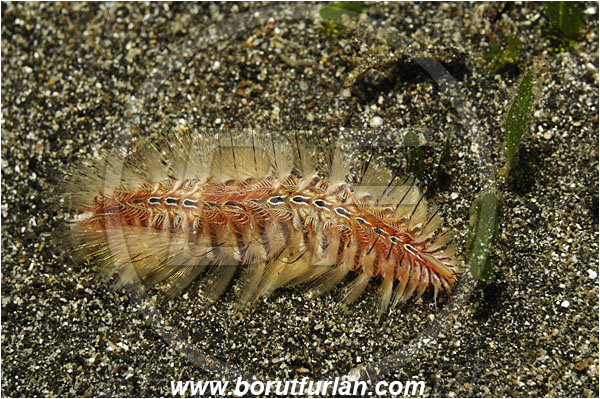 Lembeh strait, Sulawesi, Indonesia, Chloeia flava, Chloeia, Amphinomidae, Polychaeta, Golden fireworm, Bristle worm, Worm