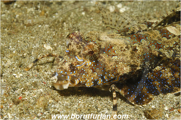 Lembeh strait, Sulawesi, Indonesia, Dactylopus dactylopus, Dactylopus, Callionymidae, Fingered dragonet, Dragonet, Fish, Portrait